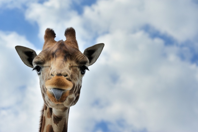 Giraffe-employee-recognition-2